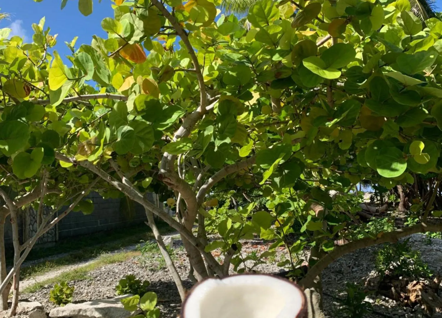 Kura Ora Guest House Rangiroa Fransk Polynesien